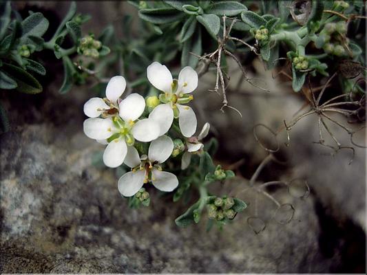 HomathophyllaSpinosa