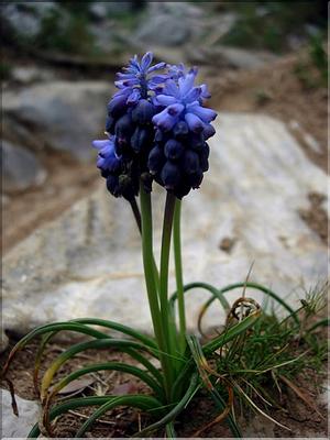 MuscariNeglectum