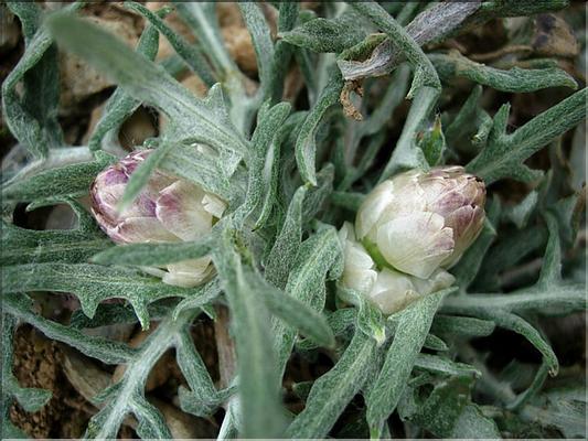 LeuzeaConifera