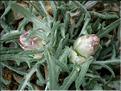 LeuzeaConifera