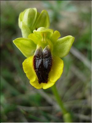 OphysLutea