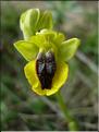 OphysLutea