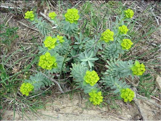 EuphorbiaNicaeensis2-266MD