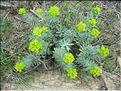 EuphorbiaNicaeensis2-266MD