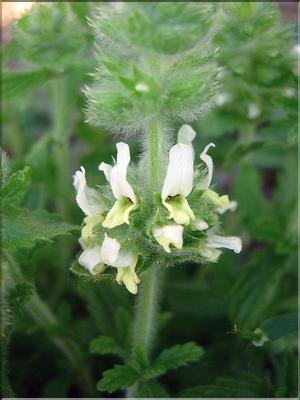 SideritisScordioides6063