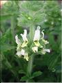 SideritisScordioides6063