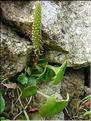 UmbilicusRupestris2-341MD