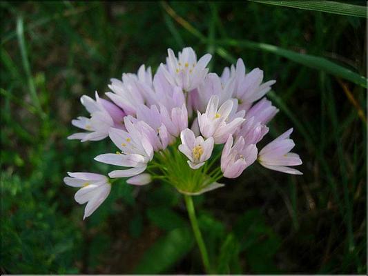 AlliumRoseum6055