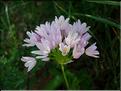 AlliumRoseum6055