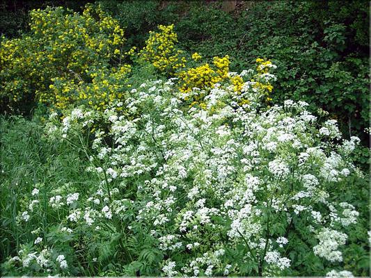 AnthriscusSylvestris6129
