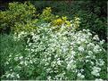 AnthriscusSylvestris6129
