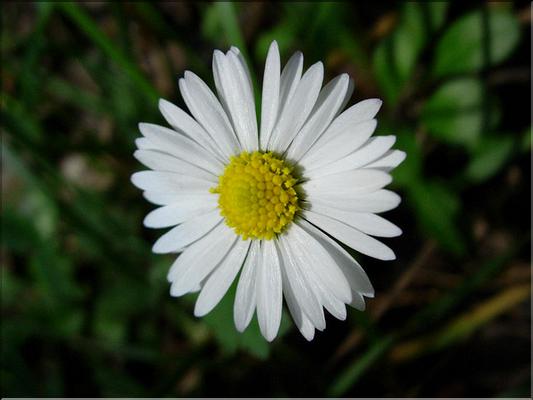 BellisPerennis06-040MD