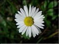 BellisPerennis06-040MD
