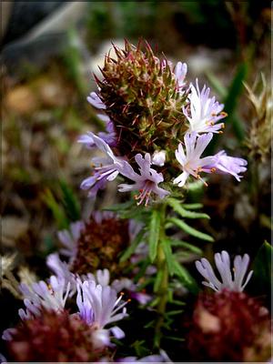 CorisMonspeliensis6123
