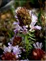 CorisMonspeliensis6123