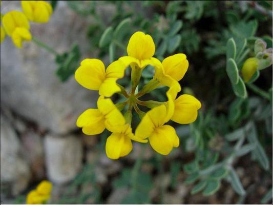 CoronillaMinima06-092MD