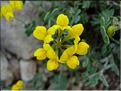CoronillaMinima06-092MD