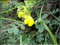 CoronillaMinima6103