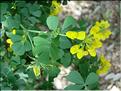 CoronillaValentinaGlauca606