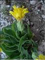 CrepisAlbida6109