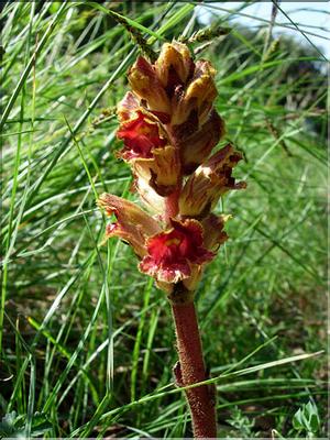 orobancheGracilis06-126MD