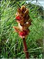orobancheGracilis06-126MD