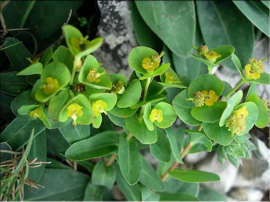 EuphorbiaDuvalii6085