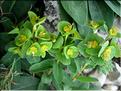 EuphorbiaDuvalii6085