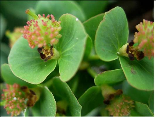 EuphorbiaDuvalii6087