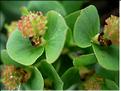 EuphorbiaDuvalii6087