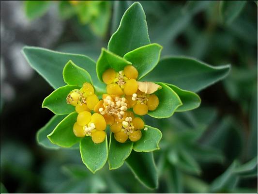 EuphorbiaDuvalii6090