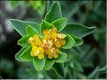 EuphorbiaDuvalii6090