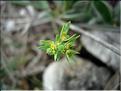 EuphorbiaExigua6088
