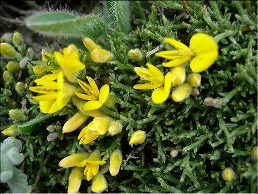GenistaPulchella6097