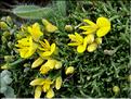 GenistaPulchella6097