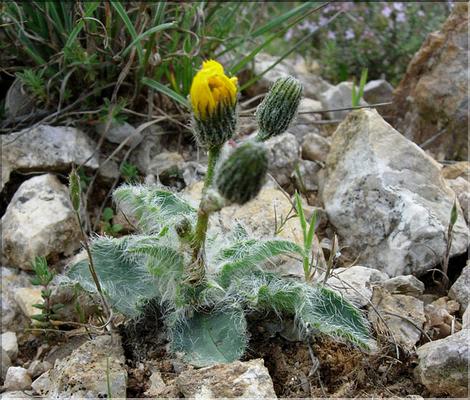 HieraciumPilosella06-115MD