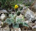 HieraciumPilosella06-115MD