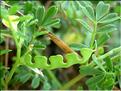 HippocrepisUnisiliquosaBiflor6061