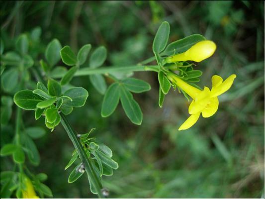 JasminumFruticans6057