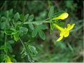JasminumFruticans6057