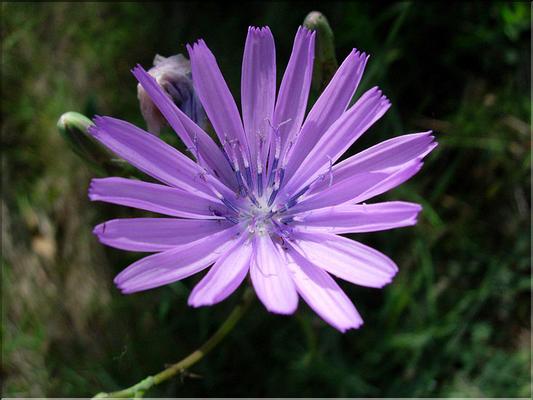 LactucaPerennis06-035MD