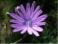 LactucaPerennis06-035MD