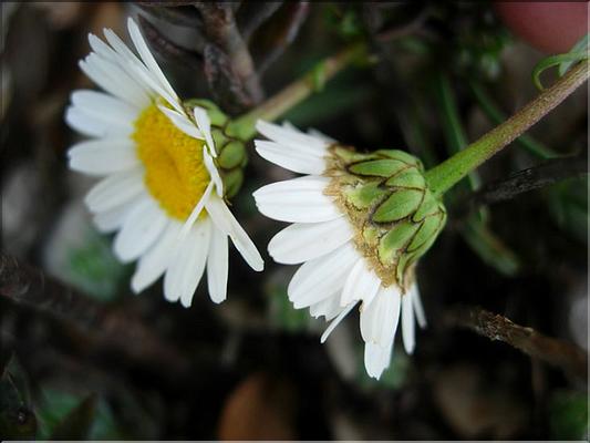 LeucanrthemumGraminifolium6