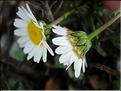 LeucanrthemumGraminifolium6