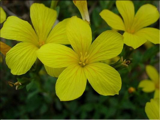LinumCampanulatum06-111MD