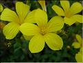 LinumCampanulatum06-111MD