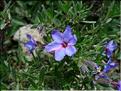 LithodoraFruticosa06-077M