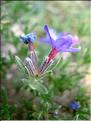 LithodoraFruticosa6092