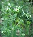 LithospermumArvense06-130MD