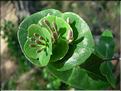 LoniceraImplexa6062